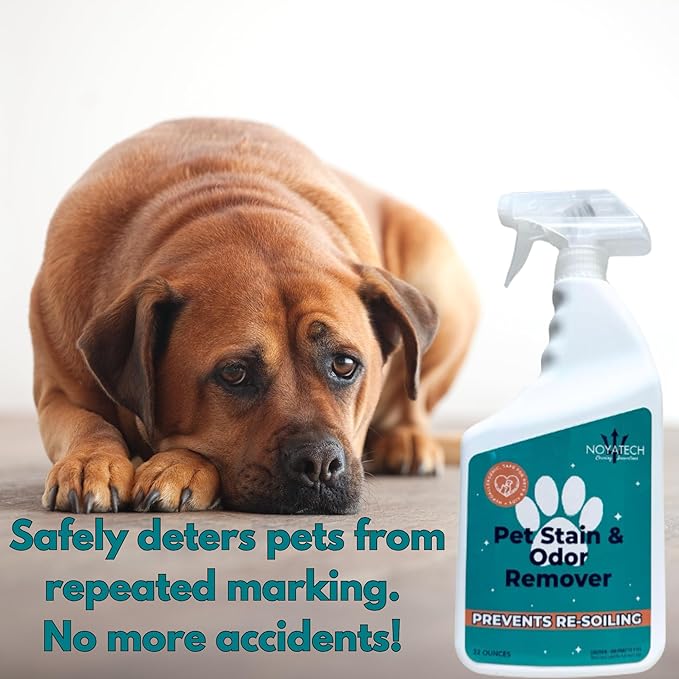 Pet Stain & Odor Remover - Fast-Acting Enzyme Cleaner for Dog & Cat Urine - Safe for Carpets, Floors, Furniture - Non-Toxic, Pet-Safe Formula - 1 Gallon