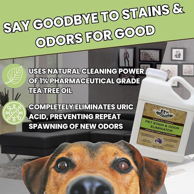 Pet Stain & Odor Eliminator for Home - Pet Carpet Cleaner – Urine Odor Eliminator – Carpet Stain Remover – Cat & Dog Pee Spray Cleaner (1 Gallon)