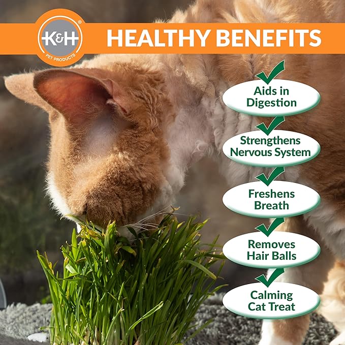 K&H Pet Products Cat Grass Grow Station Growing Cup Refills for K&H EZ Mount Products, Healthy Home Grown Grass Cat Toys for Bored Indoor Adult Kitties, Farmed in USA, Non-GMO - Refill ONLY, 2 Pack