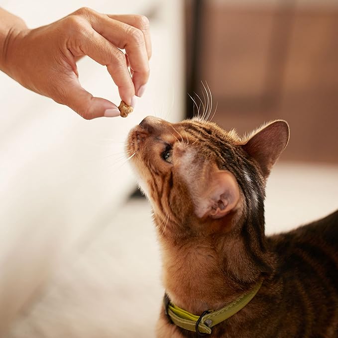 Rachael Ray Nutrish Love Bites Cat Treats, Chicken, 2.2 Ounces (Pack of 12)